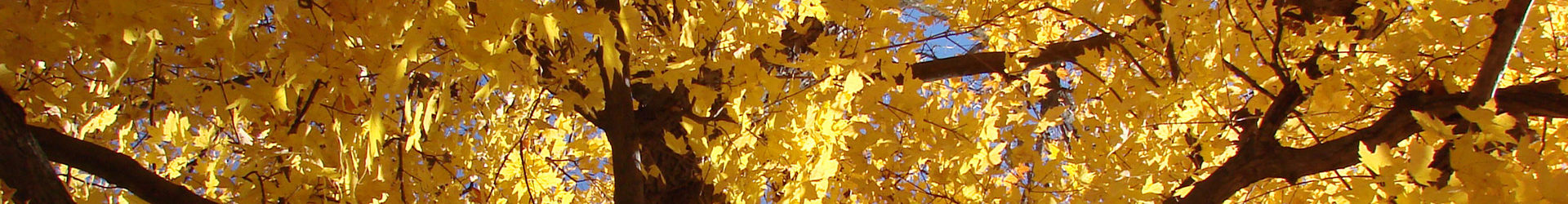 After Storm Tree Cleanup